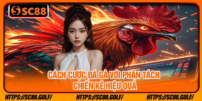 Cách cược đá gà với phân tách chiến kê hiệu quả