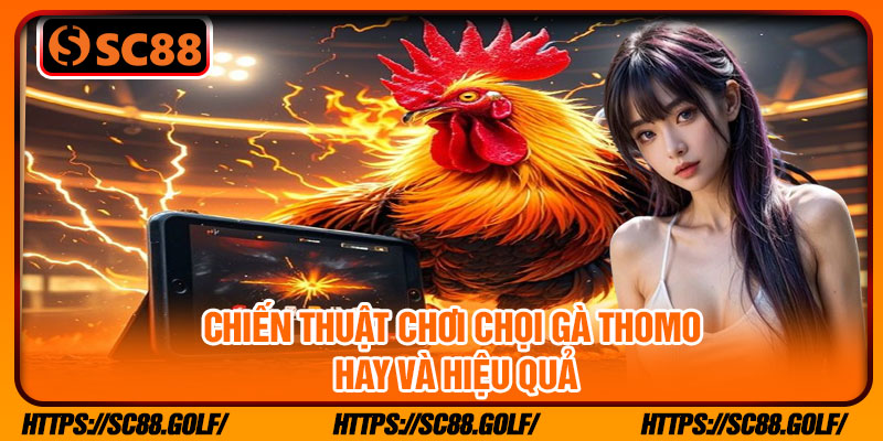 Chiến thuật chơi chọi gà Thomo hay và hiệu quả